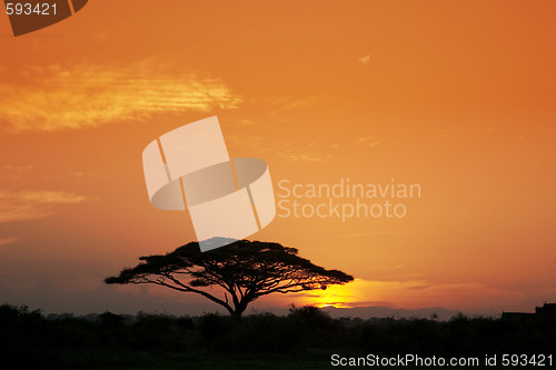 Image of Acacia Tree at Sunrise