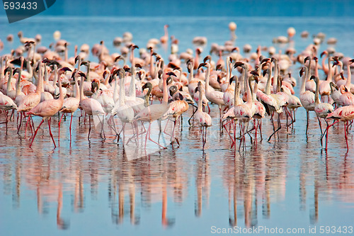 Image of Flamingos