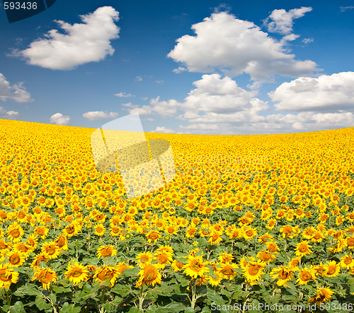 Image of Sunflower Field