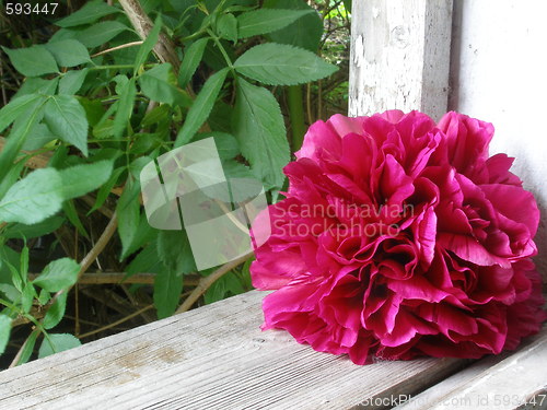 Image of peony