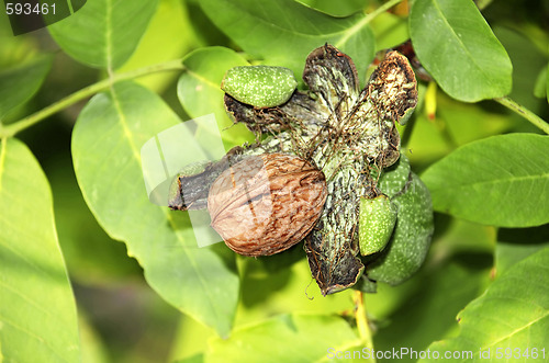 Image of Ripe walnut on tree