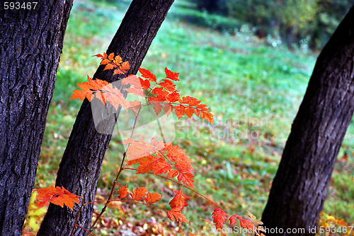 Image of Autumn leaves