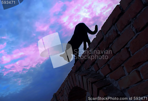 Image of Cat walking on brick wall