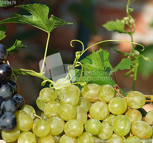 Image of grapes and vine plant