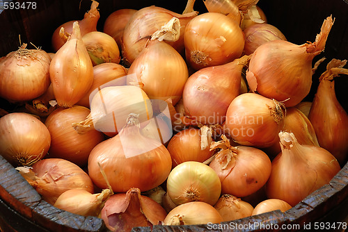 Image of Gold Onions in wooden barrel