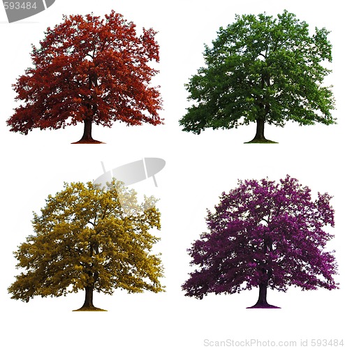 Image of four oak trees isolated