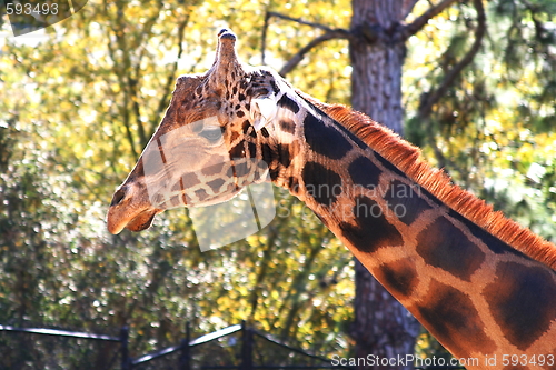 Image of Baringo Giraffe (4703)