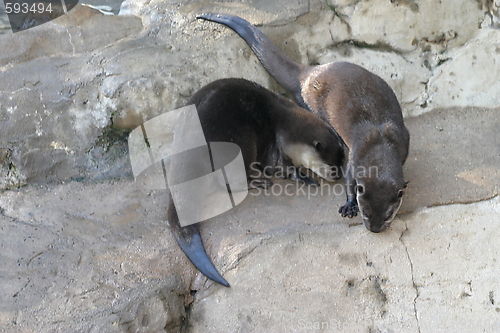 Image of Otter (4659)