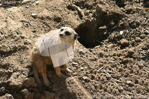 Image of Meerkat (4709)