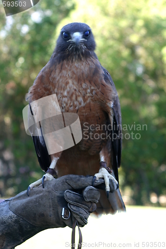 Image of Red Tailed Hawk (4798)
