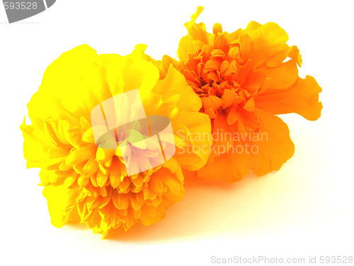 Image of tagetes