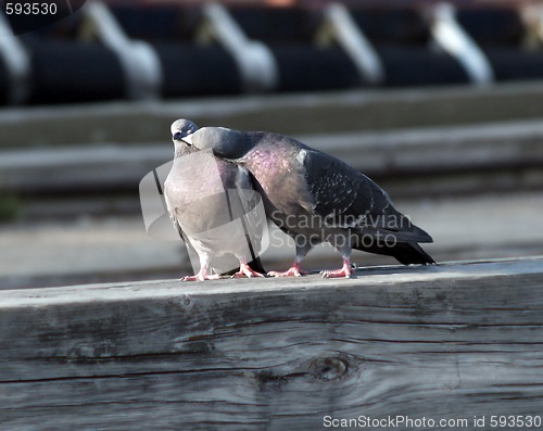 Image of lover pigeon