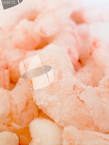 Image of Shrimp Closeup