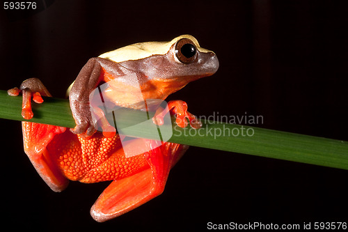 Image of Hyla triangularum