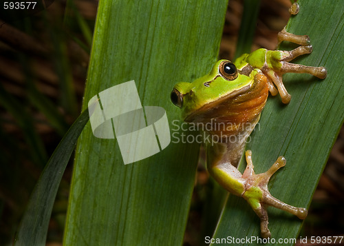 Image of hyla arborea