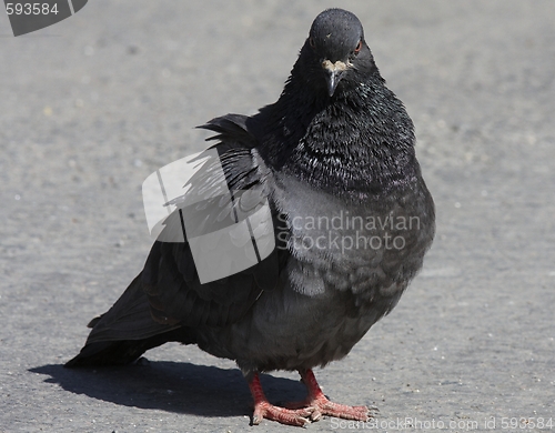 Image of Pigeon