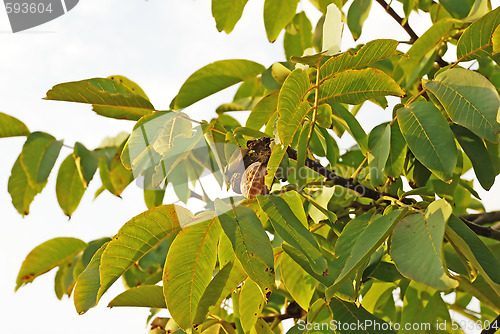 Image of Ripe walnut on tree