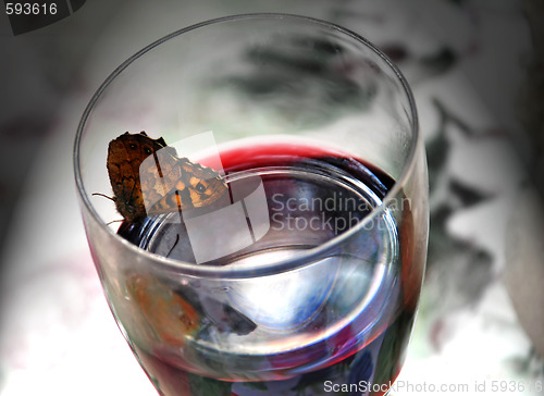 Image of Butterfly drinking wine