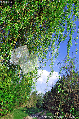 Image of forest path