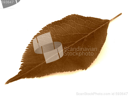 Image of leaf