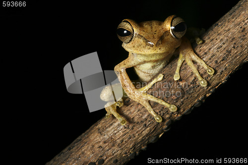 Image of bolivian tree frog