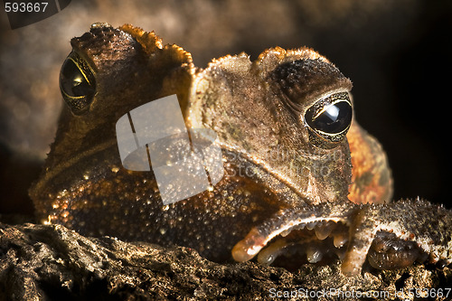 Image of crested toad