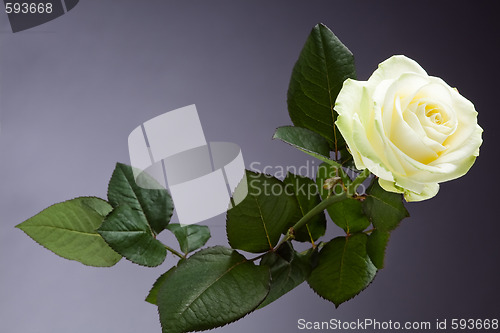 Image of wite rose