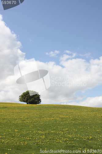 Image of lonely tree