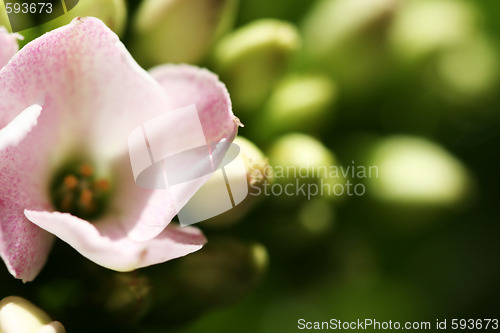 Image of Beautiful wild flower.