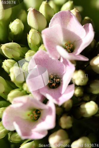 Image of Beautiful wild flower.