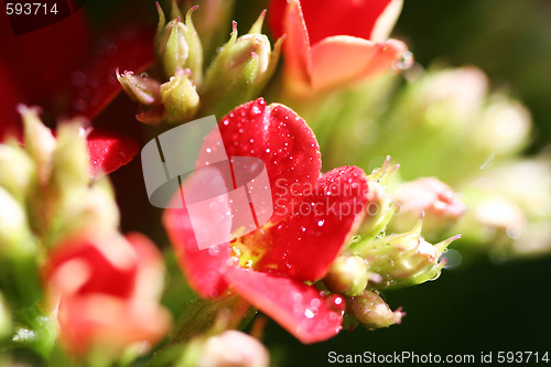 Image of Beautiful wild flower.