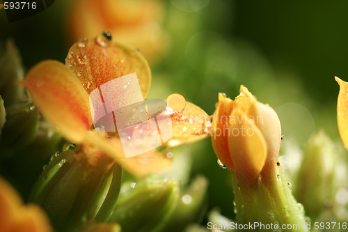 Image of Beautiful wild flower.