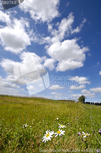 Image of Chamomiles on green field