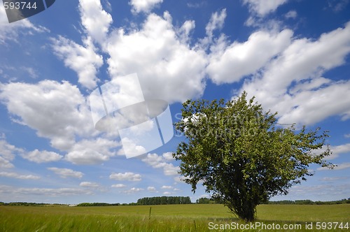 Image of Tree on field
