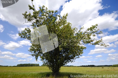 Image of Tree on corn field