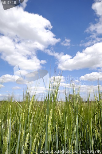 Image of Corn