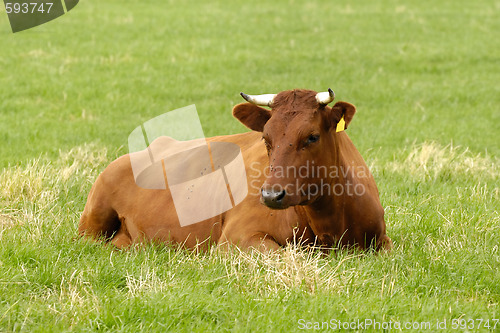 Image of Brown cow