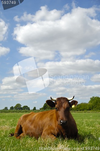 Image of Cow