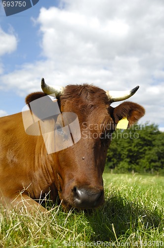 Image of Cow face