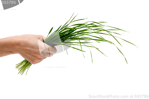 Image of Bunch of the green herb