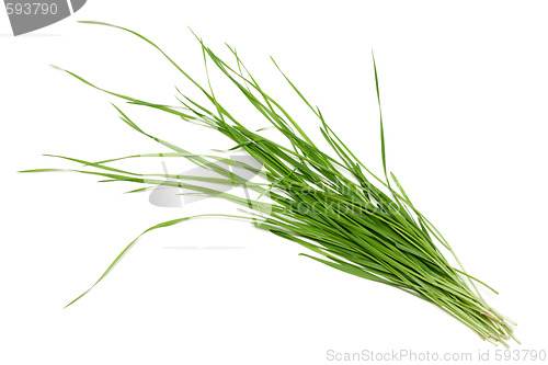 Image of Green herb is put on white background