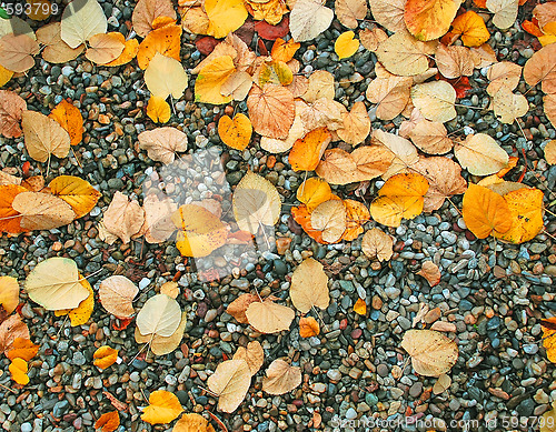 Image of Autumn wet leaves background over rocks