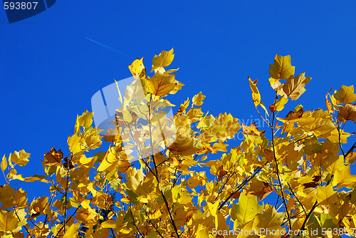 Image of Yellow autumn leaves blue sky