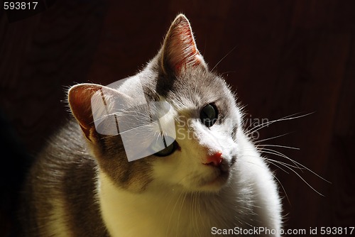 Image of cat indoor in back light