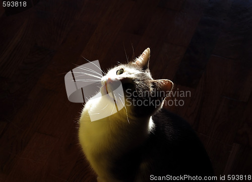 Image of cat indoor in back light
