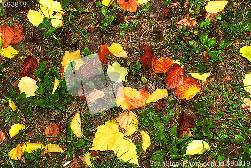 Image of Autumn wet leaves background