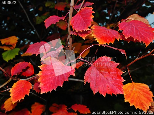 Image of Red autumn leaves