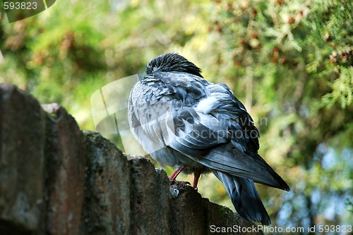 Image of rock pigeon