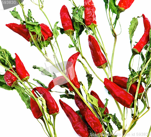 Image of Dry red hot chilly papers backgrounds