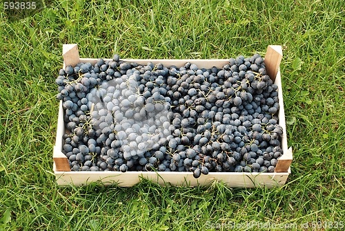 Image of blue grapes over green grass